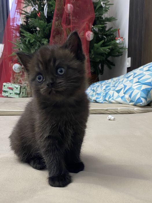 Британская кошка