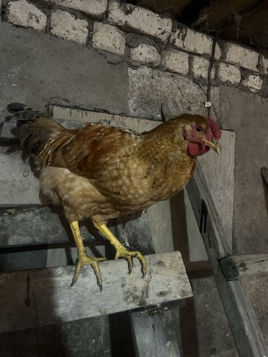 Продам петухов домашние