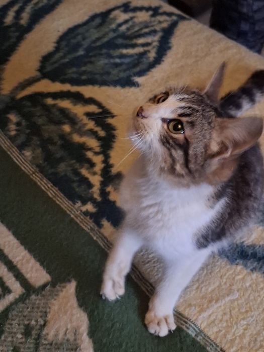 Donez  Pisicuta  4-5luni