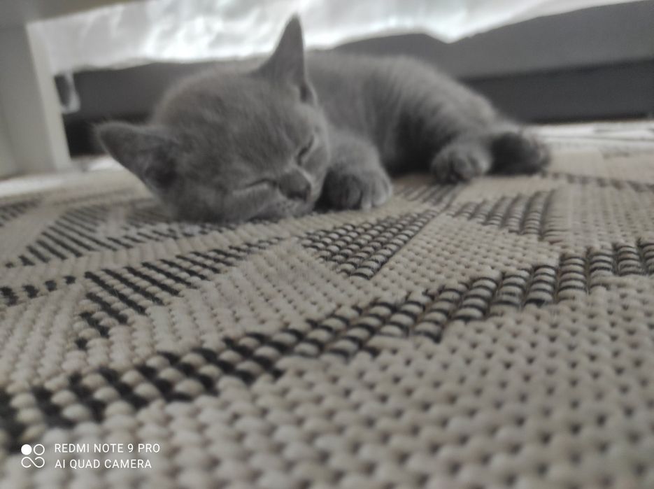 Британски сини късокосмести котета