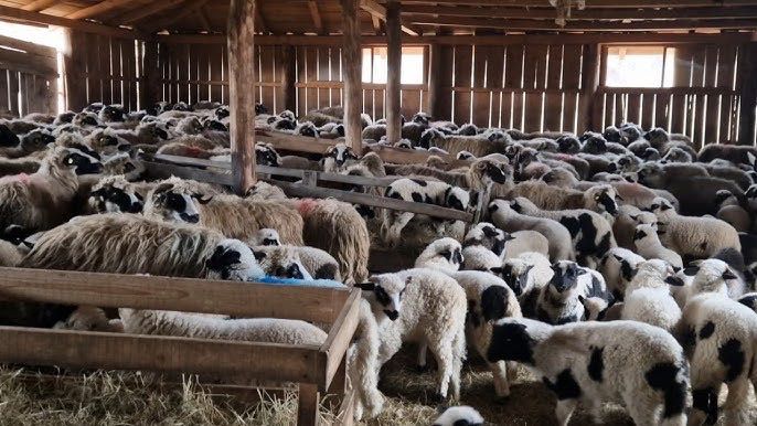 Vând miei, pentru detalii contactați-mă