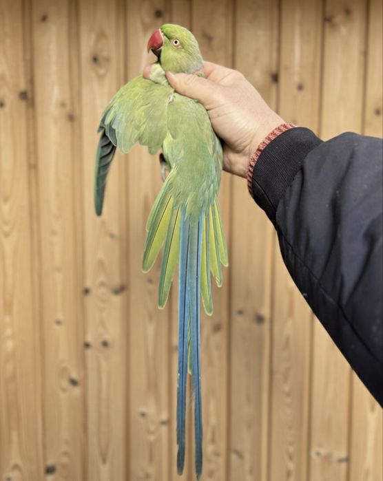 Papagal Micul Alexandru opalin Alexander