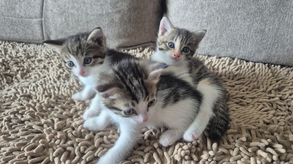 Отдам в добрые руки котят