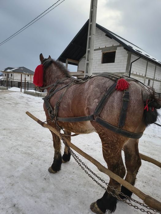 Vând mânz castrat de 2.5 ani învățat!