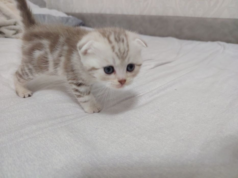 Продам милые котята