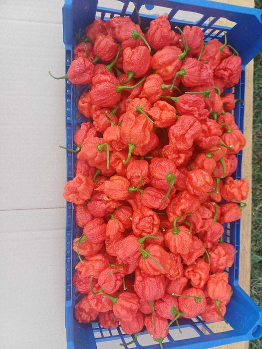 Ardei foarte iuti Carolina Reaper si Habanero Chocolate