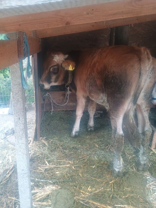 Taur de un an  bun de montă