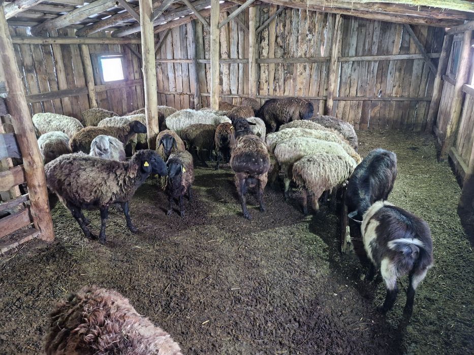 Продаётся бараны