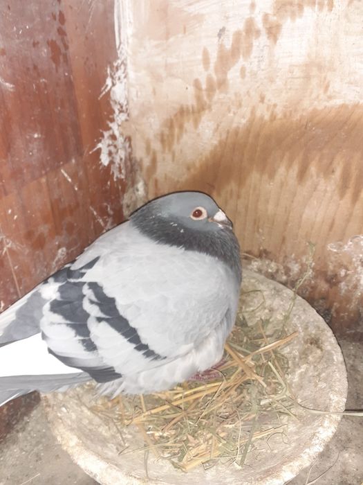 Porumbei voiajori și pui de vânzare