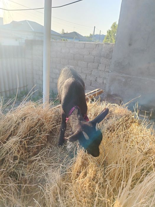 Мурсиана Испанская привазная девочка