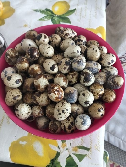 Продам яйца перепилинное.