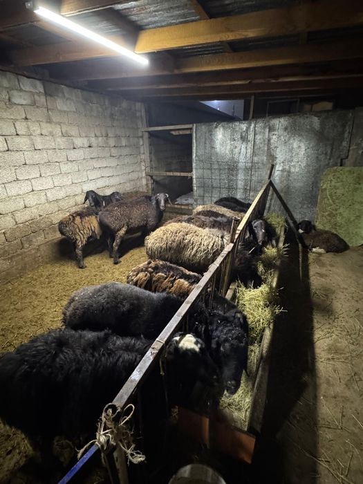 Семиз кошкар койлар