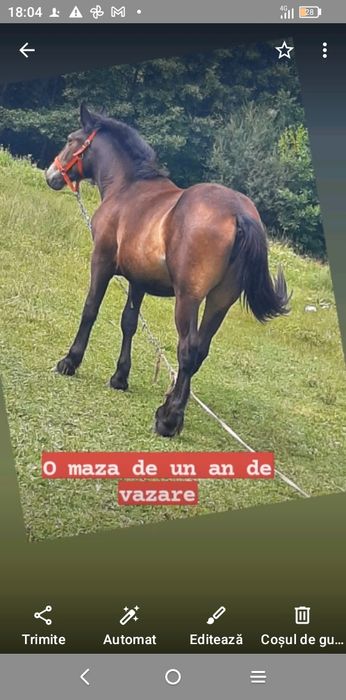 Vad mânza neagră de un an blândă