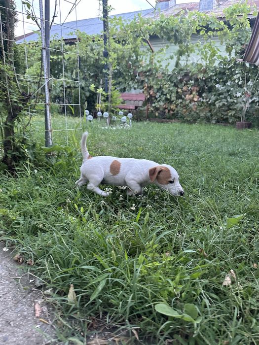 Jack russell terrier pui