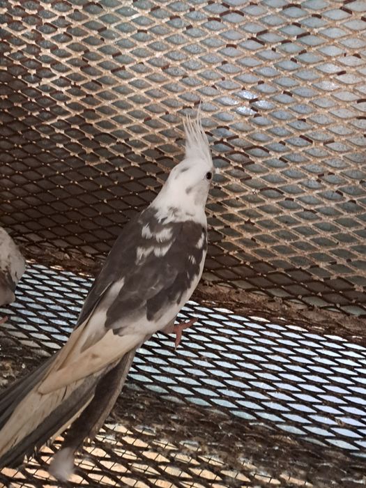 Pereche nimfe mature