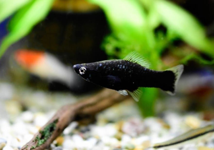 Рыбки для акварюма