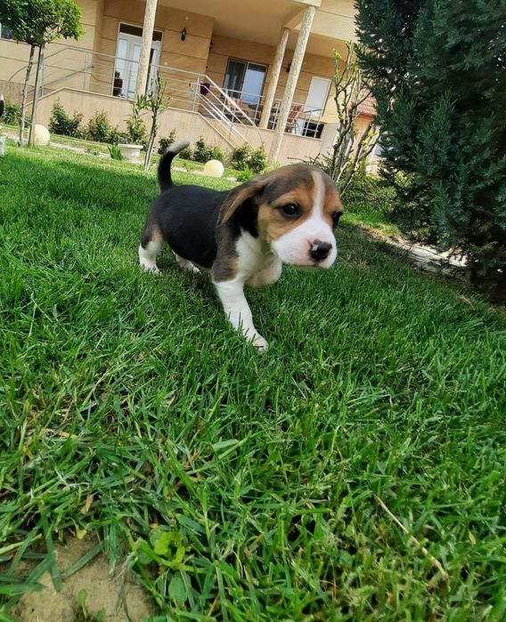 Beagle tricolor  cu pedigree