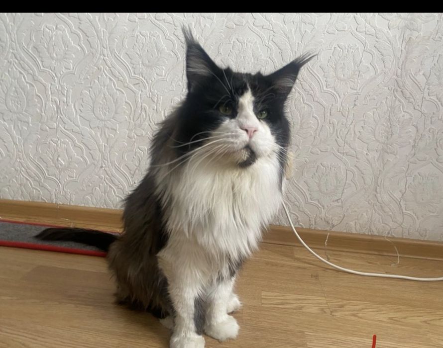 Маленький принц Мейн-кун