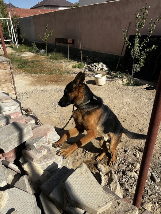 Продается немецкая овчарка