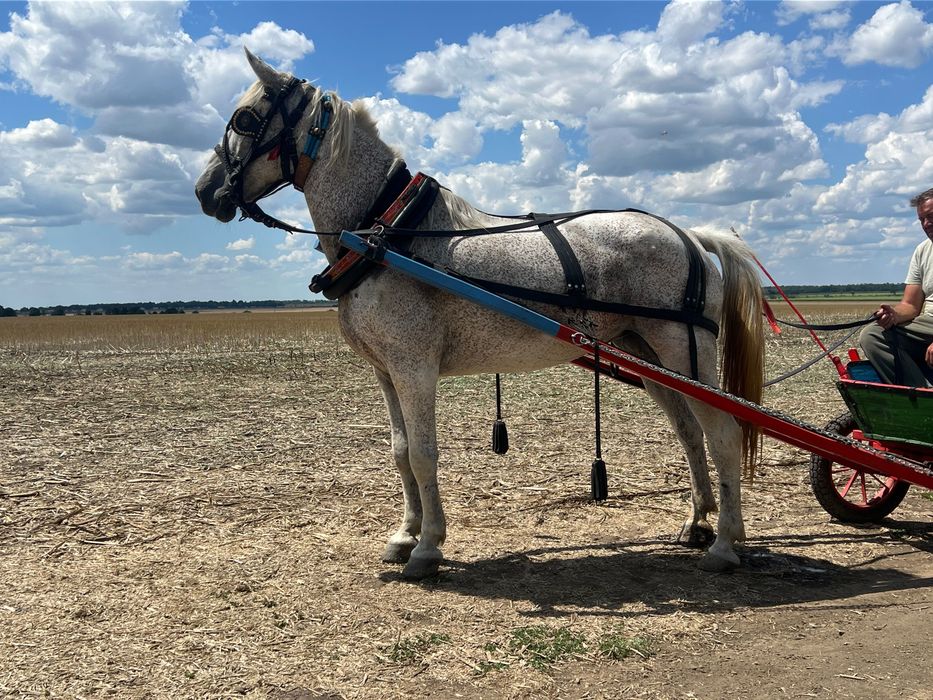 Кобила за продан