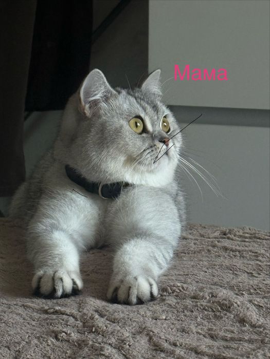 Котята шотландские вислоуихие