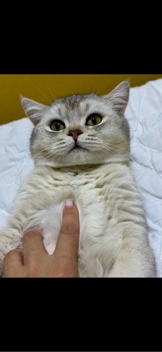Baron Britanskiy Shinshilla Vyazkaga tajribali mushuk
