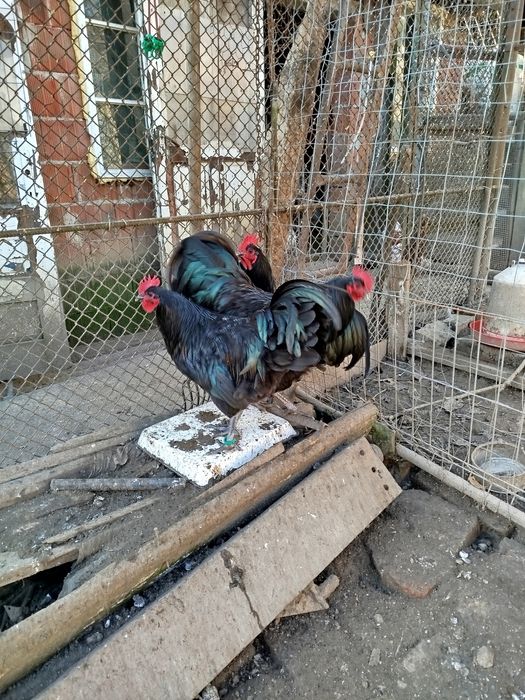 Vând cocoși australorp