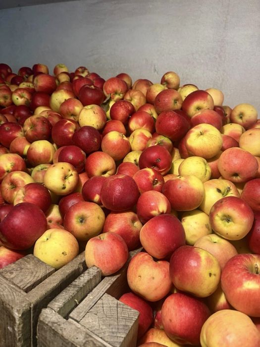 Mere Ionatan de vânzare – 1,5 lei/kg