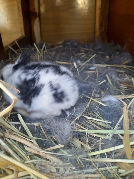 Красивые крольчата