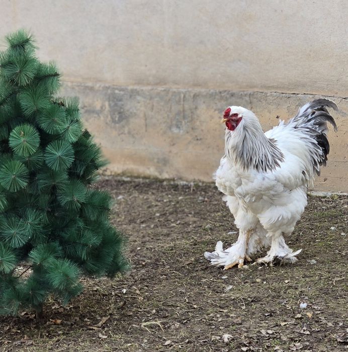 Брама светлоголубой