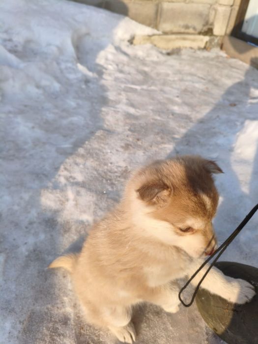 Отдам щенка мальчика