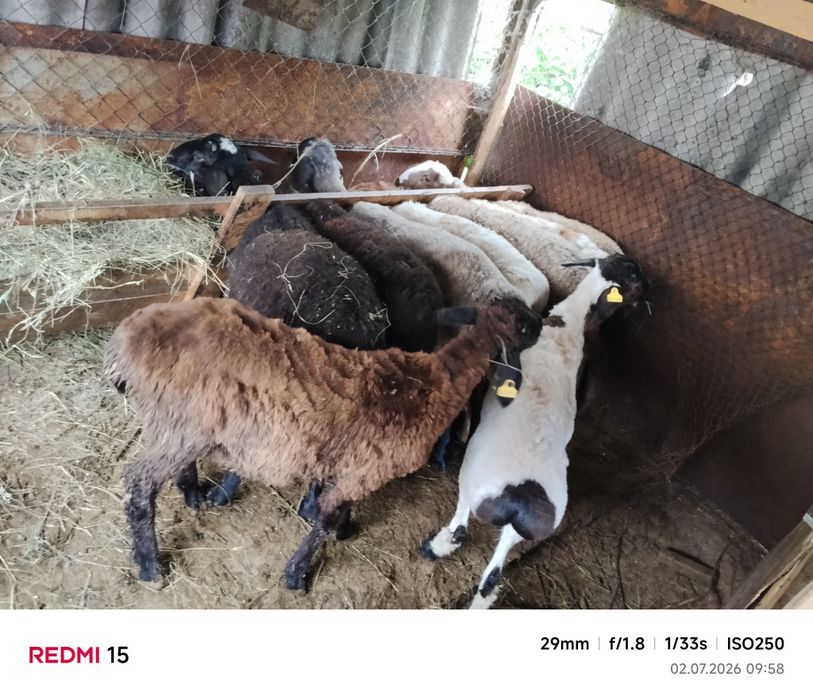 Продам баранов токты