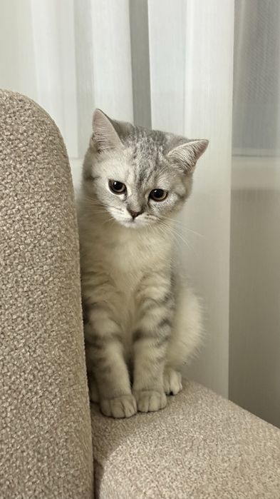 ШОТЛАНДСКАЯ Кошка за 20.000