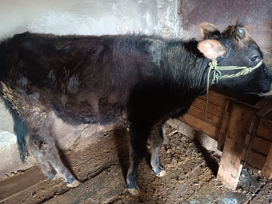 Таналар сатылады