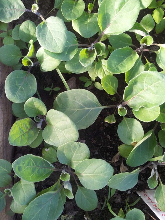 Рассада, Помидоры, Перцы, Баклажаны