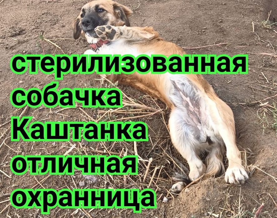 Стерилизованная собачка по кличке Каштанка. Писать на ватсап.