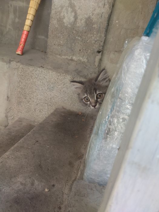 Котёнок, мальчик, 3 мес. Ищет хозяина.