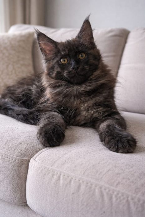 Мейн кун продажа