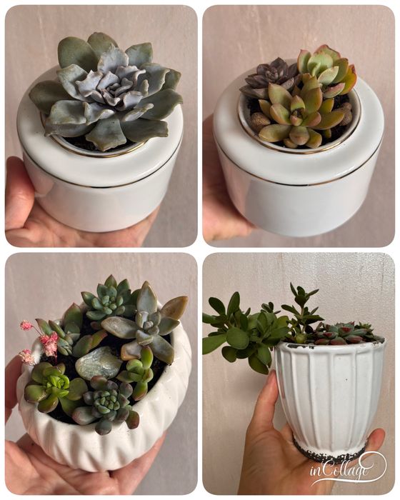 Комнатные растения интерьерные суккуленты