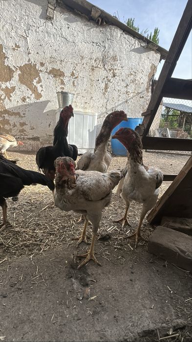 Продам яйцо Дакана