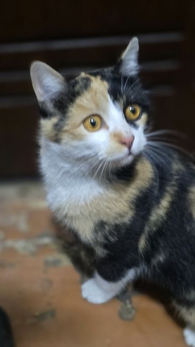 Срочно ищет дом кошечка около года