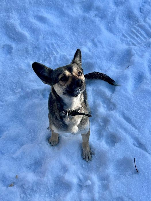 Отдам собачку даром