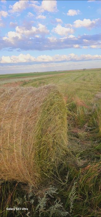 Продам сено в рулонах