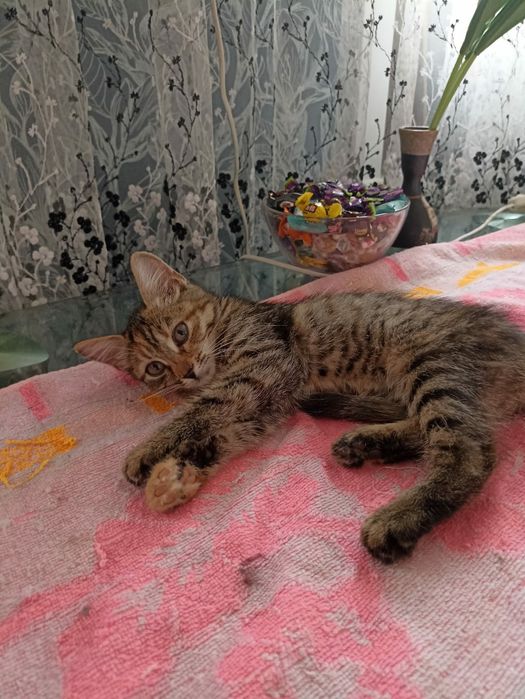 Отдам котят в добрые руки