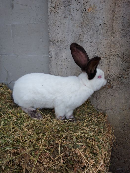 De vânzare uriaș de Transilvania