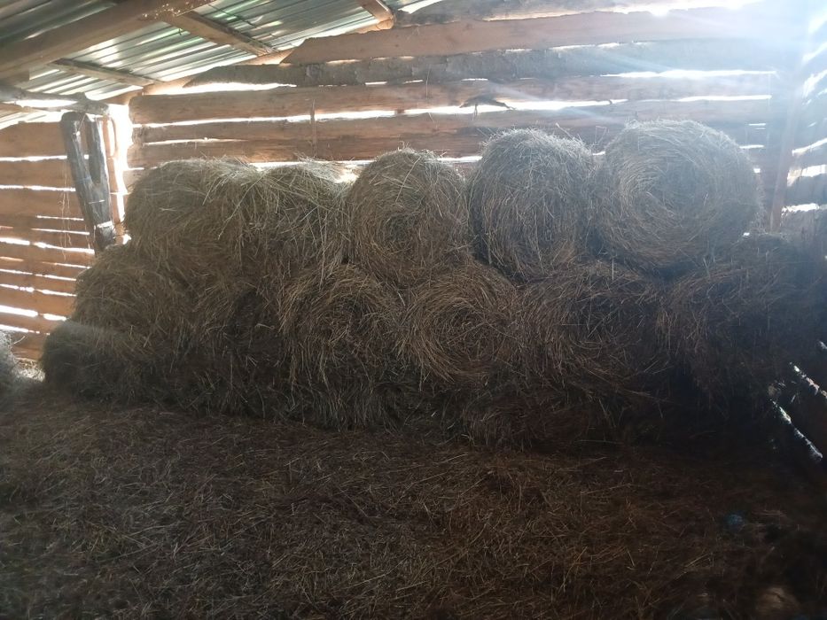 Baloti fan rotunzi 60/70