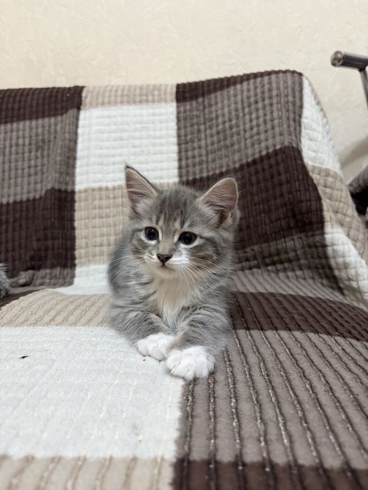 Отдам котят в хорошие добрые руки
