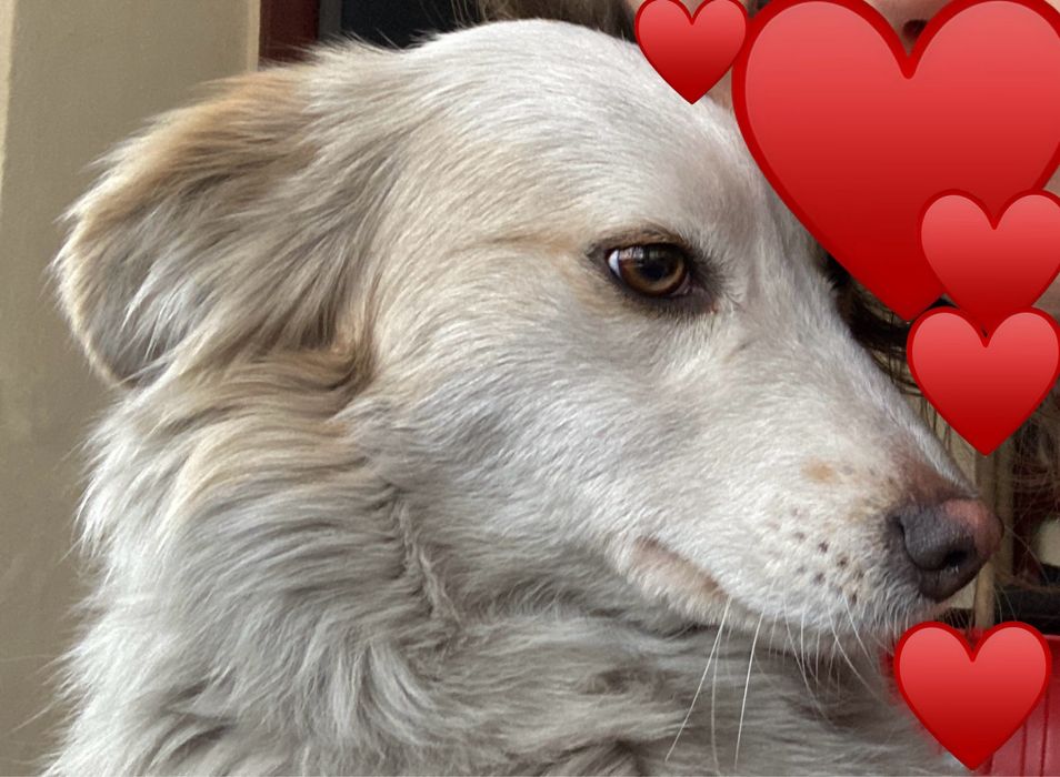 Умка ищет добрый дом