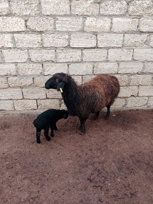 Қозылы қой сатылады қысыр қойда бар