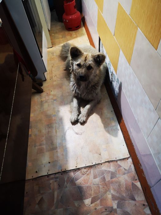 Отдам в добрые руки